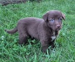 Puppy Snapdragon Border-Aussie