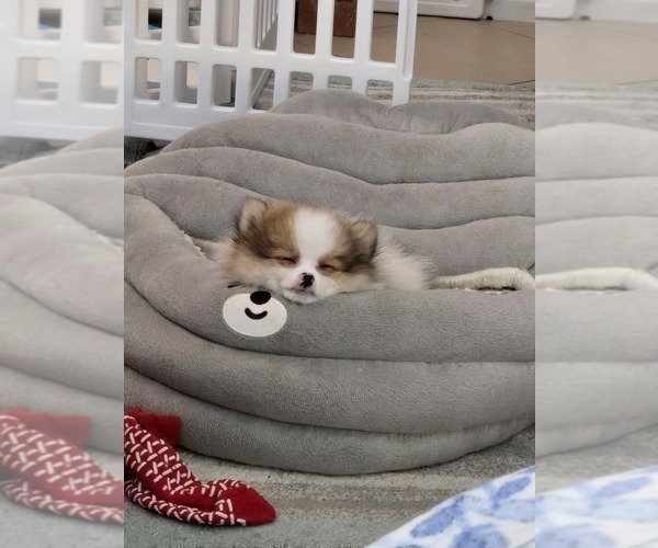 Medium Photo #3 Pomeranian Puppy For Sale in MENIFEE, CA, USA