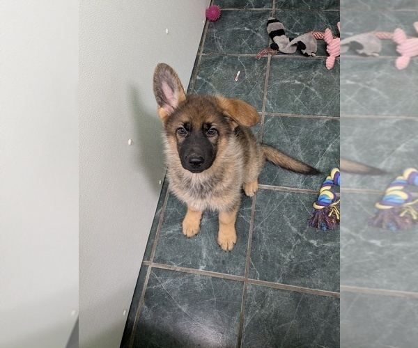 Medium Photo #2 German Shepherd Dog Puppy For Sale in HAMMOND, IN, USA