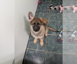 Small #1 German Shepherd Dog