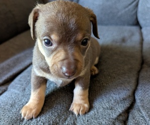 Medium Chiweenie