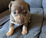 Puppy Rolo Chiweenie