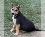Small #1 Retriever  Mix