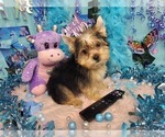 Small #3 Yorkshire Terrier