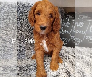 Goldendoodle Puppy for sale in FORT LAUDERDALE, FL, USA