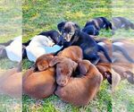 Small Photo #10 Labrador Retriever Puppy For Sale in HOPE MILLS, NC, USA