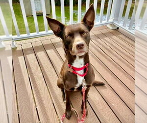 Loki - Male Australian Kelpie-Unknown Mix Dog for Adoption - Photo #3