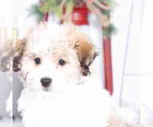 Havanese Puppy for sale in RED LION, PA, USA
