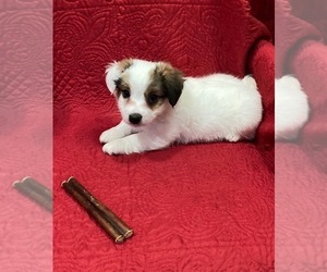 Jack Russell Terrier Puppy for sale in MANSFIELD, TX, USA