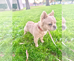 Small #2 French Bulldog
