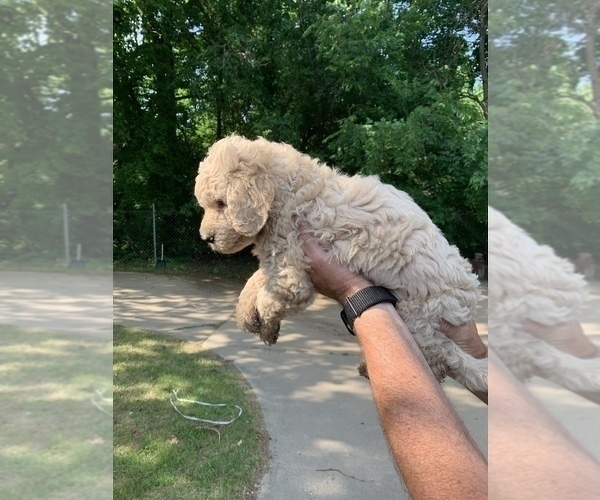 Medium Photo #4 Goldendoodle Puppy For Sale in BRKN ARW, OK, USA