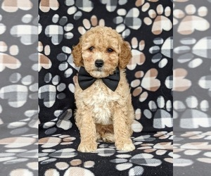 Goldendoodle (Miniature) Puppy for sale in KIRKWOOD, PA, USA