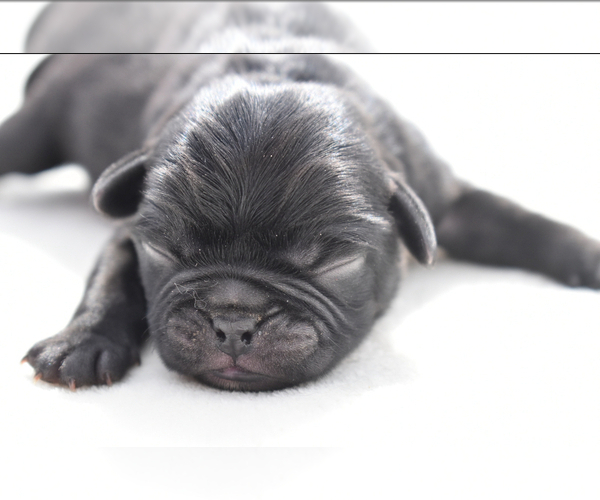 Medium Photo #2 Pug Puppy For Sale in PALM COAST, FL, USA