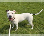 Small #1 American Pit Bull Terrier Mix