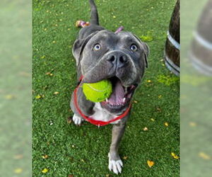 American Bulldog Dogs for adoption in Salinas, CA, USA