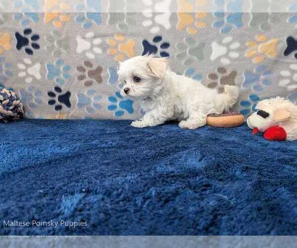 Medium Photo #10 Maltese Puppy For Sale in OCALA, FL, USA