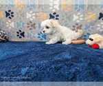Small #9 Maltese