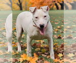 Small American Pit Bull Terrier Mix