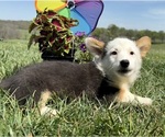 Image preview for Ad Listing. Nickname: Mollys Piebald