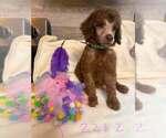 Small Poodle (Standard)