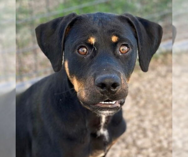 Medium Photo #3 Rottweiler-Unknown Mix Puppy For Sale in Canton, CT, USA