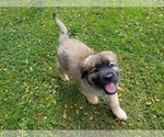 Small Photo #8 Leonberger-Saint Bernard Mix Puppy For Sale in BATH, NY, USA