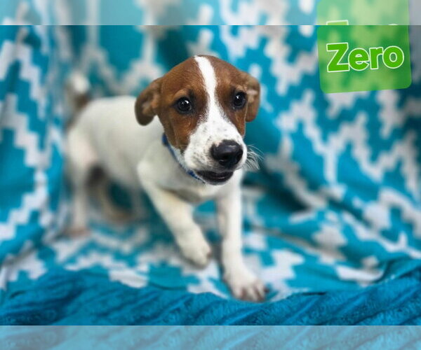 Medium Photo #2 Beagle-Unknown Mix Puppy For Sale in Oakhurst, NJ, USA