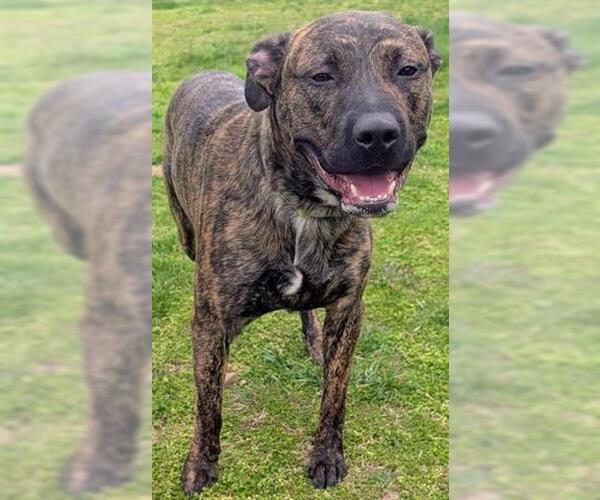 Medium Photo #1 Mutt Puppy For Sale in Akron, OH, USA