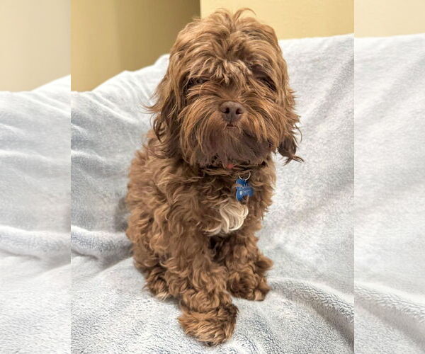 Medium Photo #1 Poodle (Miniature)-Unknown Mix Puppy For Sale in Corona, CA, USA