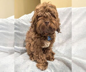 Poodle (Miniature)-Unknown Mix Dogs for adoption in Corona, CA, USA
