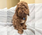 Small Poodle (Miniature) Mix