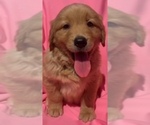 Diamond - Female Golden Retriever Puppy for Sale - Small photo