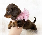 Small #4 Dachshund