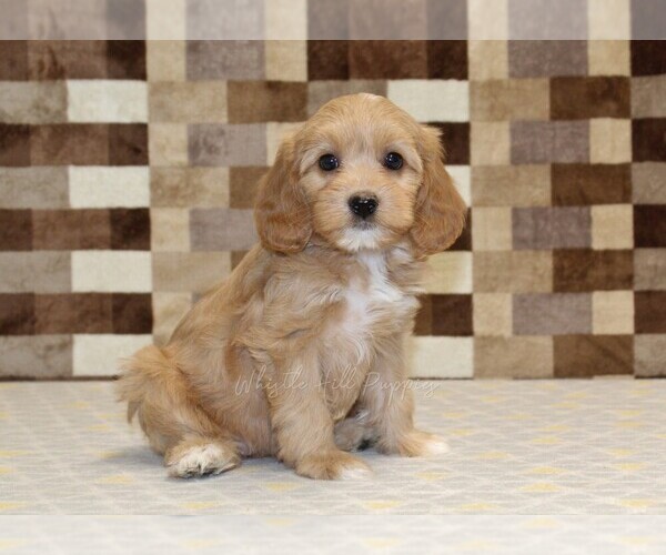 Medium Photo #4 Bernedoodle (Miniature)-Cavapoo (Miniature) Mix Puppy For Sale in DENVER, PA, USA