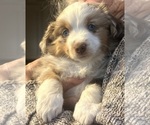 Small #4 Miniature Australian Shepherd