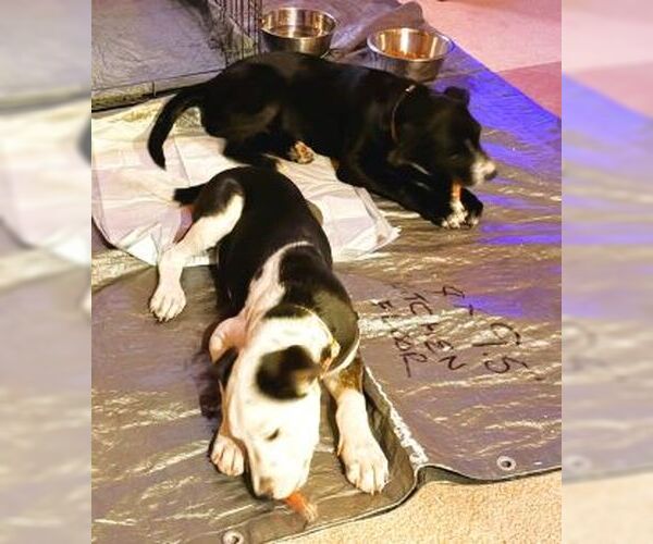 Medium Photo #3 Borador Puppy For Sale in Mt. Laurel, NJ, USA