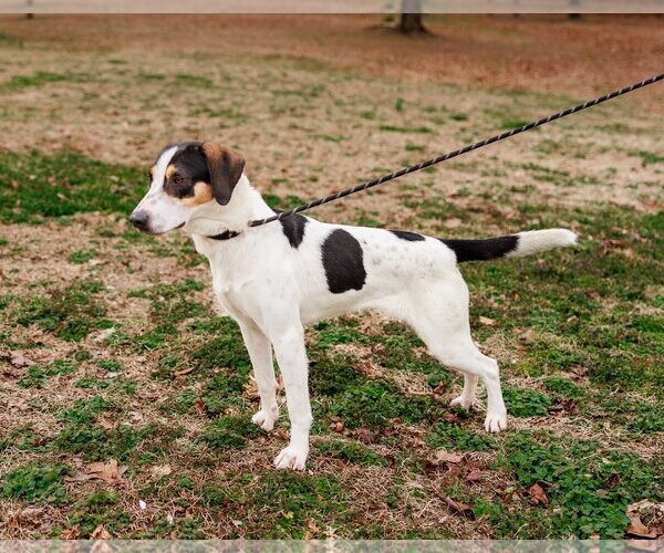 Medium Photo #4 Mutt Puppy For Sale in Sparta, TN, USA