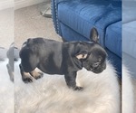 Small Photo #26 French Bulldog Puppy For Sale in ATHERTON, CA, USA