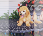 Puppy 2 Poodle (Miniature)
