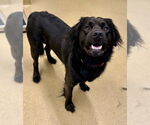 Small Labrador Retriever Mix