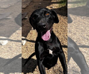 June- beautiful black lab - Female Labrador Retriever-Unknown Mix Dog for Adoption - Photo #2