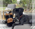 Small #2 Mastador