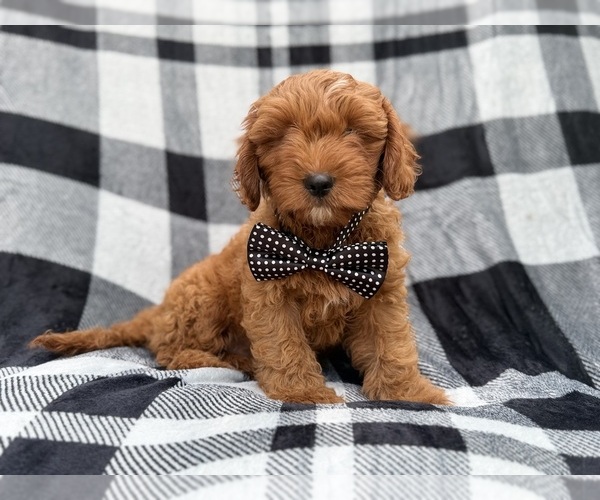Medium Photo #2 Cavapoo (Standard) Puppy For Sale in LAKELAND, FL, USA