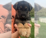 Puppy Brown Male German Shepherd Dog