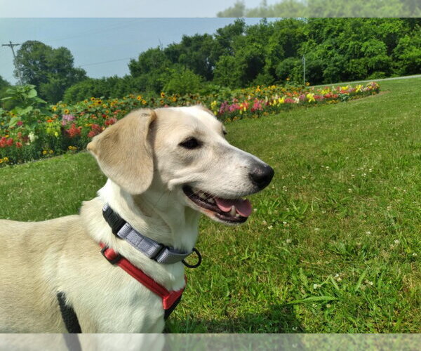 Medium Photo #3 Dachshund-Unknown Mix Puppy For Sale in Gloversville, NY, USA