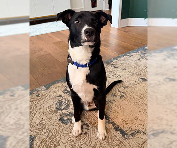 Medium Photo #1 Retriever -Unknown Mix Puppy For Sale in Lake Wylie, SC, USA