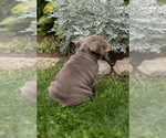 Small #5 English Bulldog-Olde English Bulldogge Mix