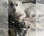 Small #1 American Staffordshire Terrier Mix