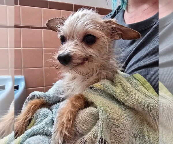 Medium Photo #3 ShiChi Puppy For Sale in Aurora, IN, USA