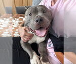 Small #8 American Pit Bull Terrier
